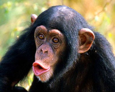 ヒロイモノ中毒 <b>チンパンジー</b>のチポは人間のチポよりも敏感で早漏