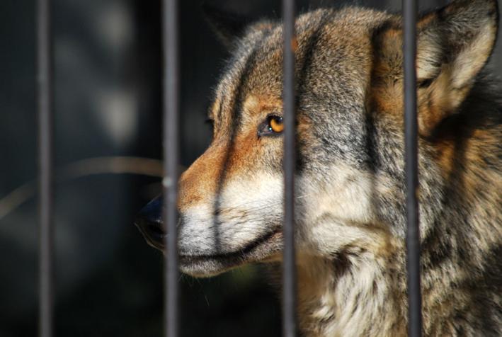 動物写真blog【Digi*Loup】 <b>浜松市動物園</b>：ヨーロッパオオカミのメイちゃん