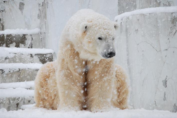 動物写真blog【Digi*Loup】 雪の東山：<b>ホッキョクグマ</b>