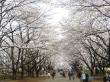 2008年桜写真