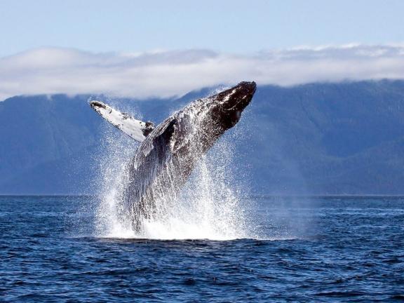 humpback-whale-chatham-straight_12658_990x742.jpg
