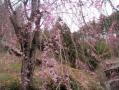 枝垂れ桜が咲き始めた
