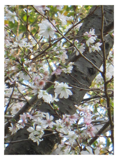 駒場野公園の十月桜