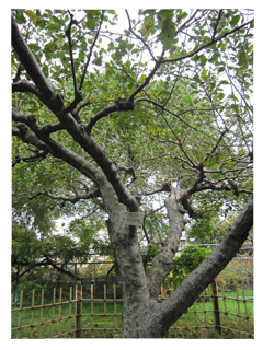 ニュートンのリンゴの木