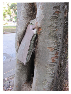 東大本郷キャンパスコンクリが刺さった木