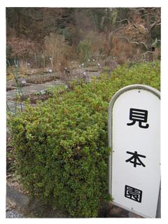 東京薬科大学薬用植物園見本園