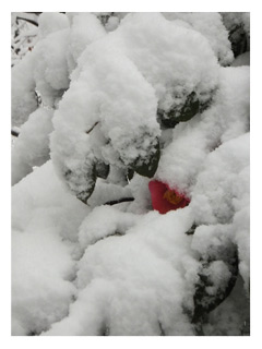 2012/2/29の雪