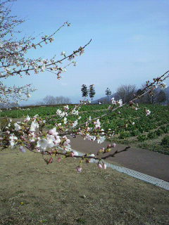 あの丘の桜