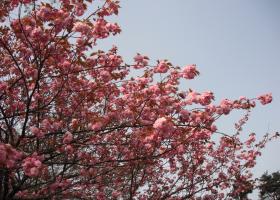 関山桜