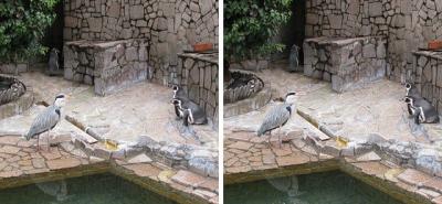 フンボルトペンギンとサギ 平行法3Dステレオ立体写真