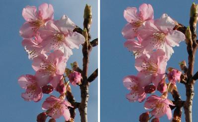 河津桜の花 平行法ステレオ立体３Ｄ写真