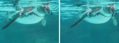 水中のフンボルトペンギン 平行法3Dステレオ立体写真