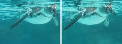 水中のフンボルトペンギン 交差法3D立体ステレオ写真