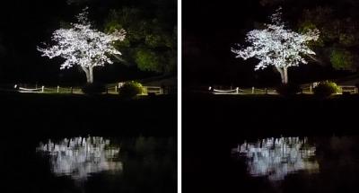 栗林公園一本桜ライトアップ 平行法3D立体ステレオ写真