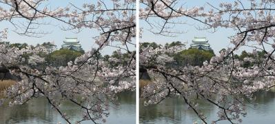 桜と名古屋城 交差法3Dステレオ立体写真
