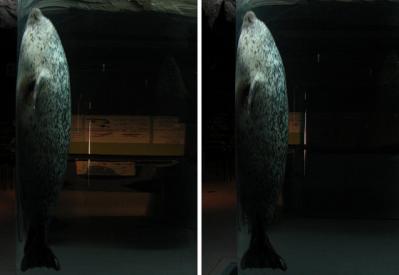 旭山動物園のアザラシ 平行法3D立体ステレオ写真