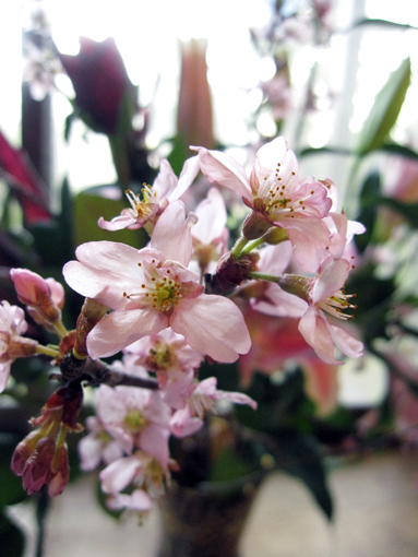 桜の花束２