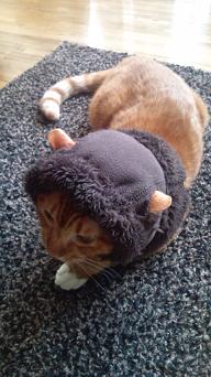 帽子猫１