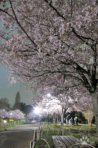 夜桜散歩２