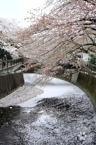 川も桜