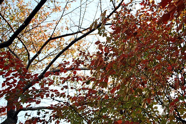 秋のスナップ写真