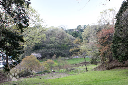 小山田緑地公園
