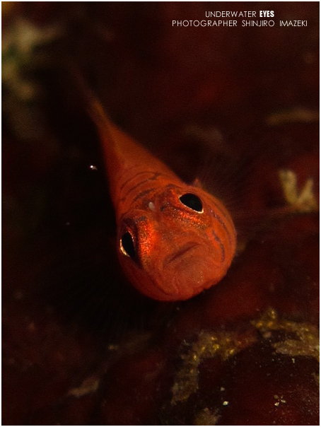 オキナワベニハゼ幼魚