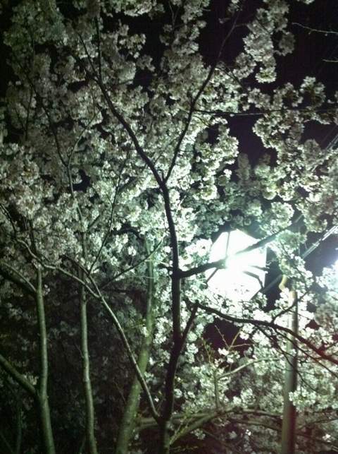 Sakura2011_00.jpg
