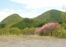 2008年5月10ラクダ山と山桜