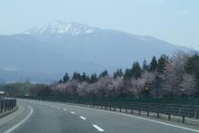 2009年4月30日山桜と八幡平