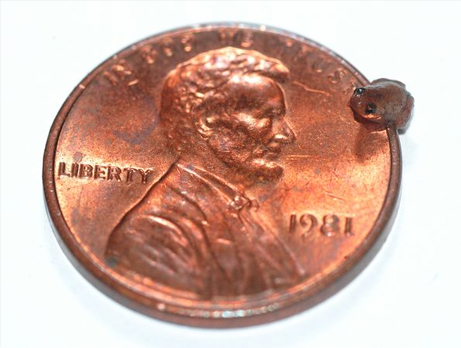 borneo-tiny-pea-sized-frog-penny_25009_big.jpg