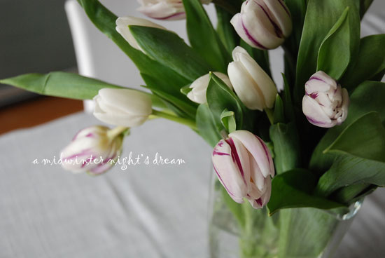 white & purple tulips