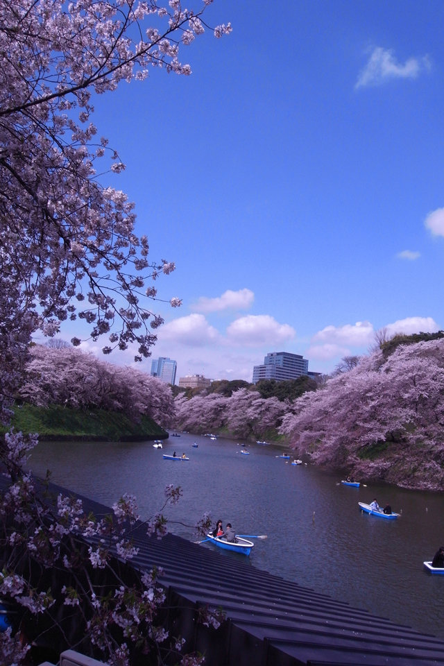 25 京都 桜 壁紙 Iphone ただ素晴らしい花