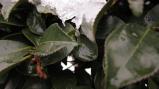 20120229雪08