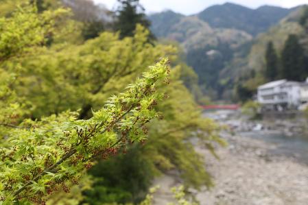 香嵐渓　新緑が美しい