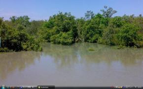 1_Sundarbansf99.jpg