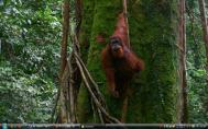 Sumatra forestf96fs-