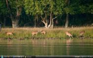 2_Sundarbans mangrovef42s-
