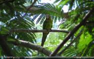 Guanacaste birdf028rs-