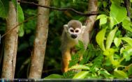Suriname Squirrel Monkeyf1