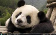 9_Sichuan Giant Pandaf0131