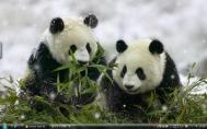 6_Sichuan Giant Pandaf47