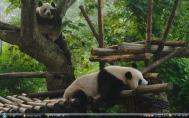 7_Sichuan Giant Pandaf00066s