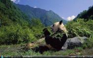 4_Sichuan Giant Pandaf43s