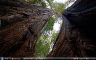 3_Redwood parksf213s