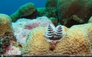 7_Belize coralfs003s