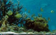 4_Belize coralfs24