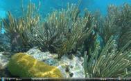 3_Belize coralfs4s