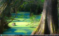 4_Evergladesf52s-.jpg