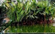 5_Sundarbansf001s-.jpg